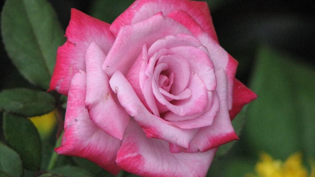 Flower Seeds, Seeds,Seeds For Planting,Plant Seeds