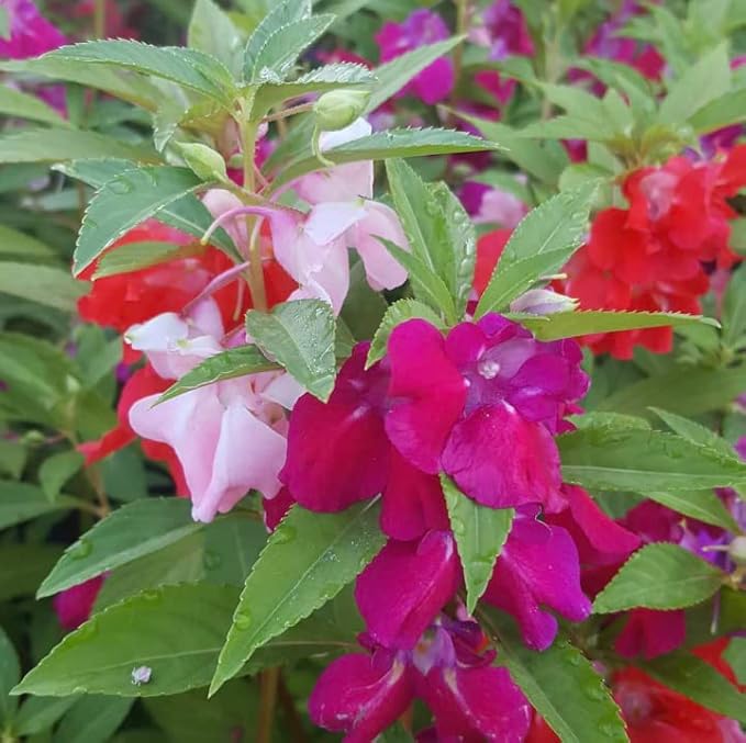 Flower Seeds, Seeds,Seeds For Planting,Plant Seeds