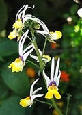 Mixed Nemesia Masquerade Flower Seeds for Planting – Heirloom, Non-GMO, High Germination Garden Seeds