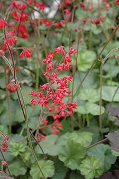 Flower Seeds, Seeds,Seeds For Planting,Plant Seeds