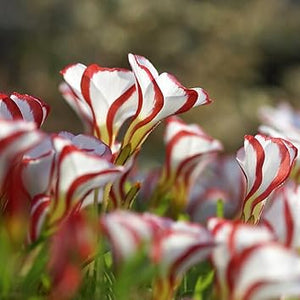 Flower Seeds, Seeds,Seeds For Planting,Plant Seeds
