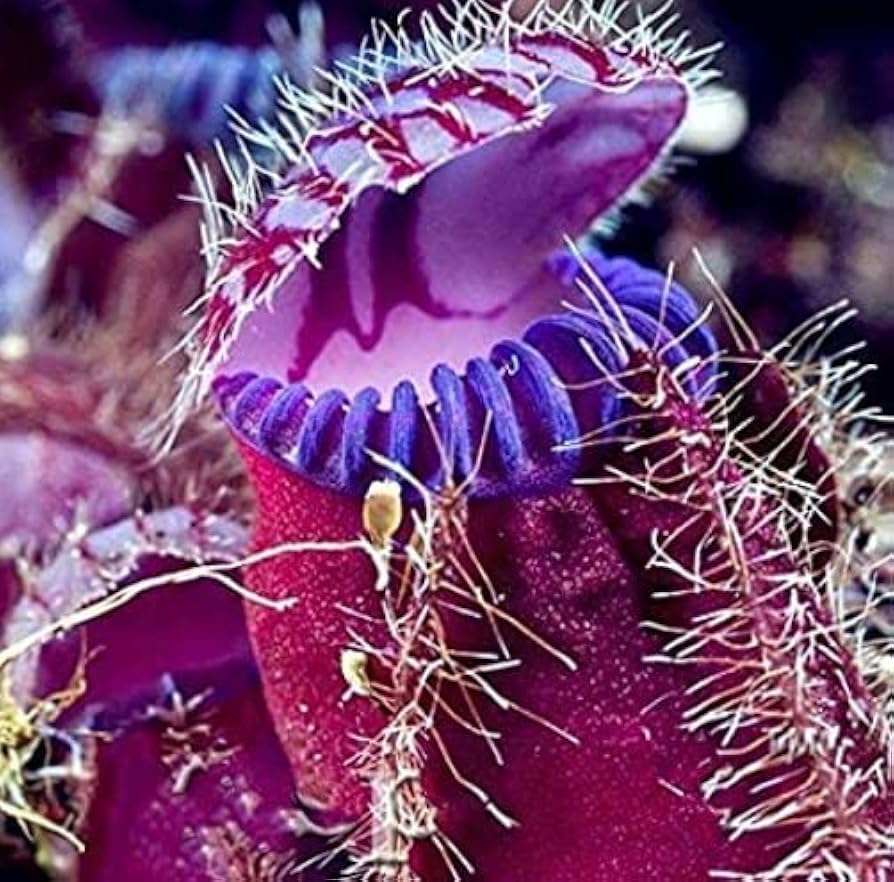 Flower Seeds, Seeds,Seeds For Planting,Plant Seeds