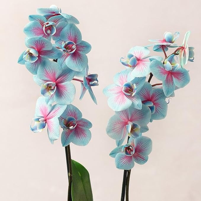 Pink Blue Orchid Flower Seeds for Planting – Vibrant Colors, Heirloom &amp; Non-GMO Seeds