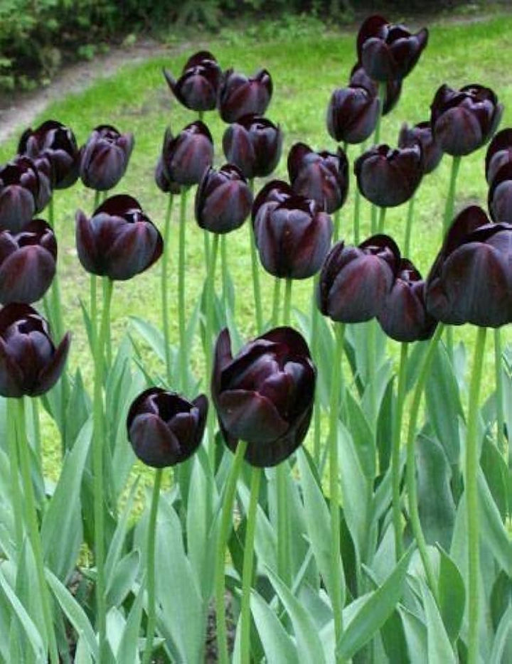 Black Tulip Flower Seeds for Planting – Heirloom Non-GMO, High Germination Organic Garden Seeds