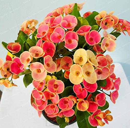 Mixed Euphorbia Milii Hybrid Flower Seeds for Planting Heirloom Non-GMO High Germination Organic Garden Seeds