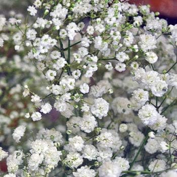 Flower Seeds, Seeds,Seeds For Planting,Plant Seeds