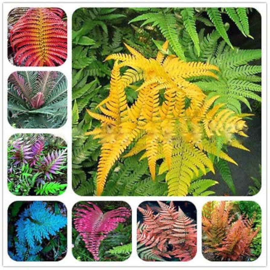 Fern for Planting Mixed Color – Seasonal Bloomer, Heirloom, Non-GMO, High Germination Organic Garden Seeds