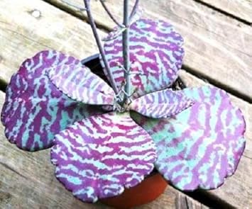 Flower Seeds, Seeds,Seeds For Planting,Plant Seeds