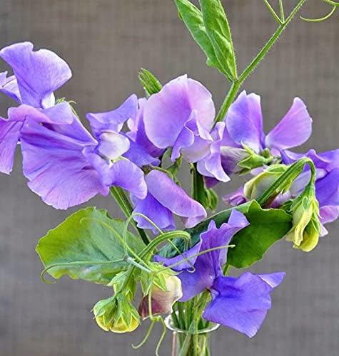 Sweet Pea Flower Seeds for Planting – Hardy Variety, Heirloom Non-GMO High Germination Organic Garden Seeds