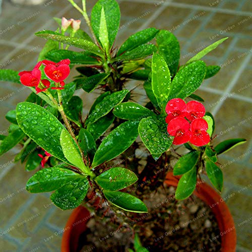 Mixed Euphorbia Milii Hybrid Flower Seeds for Planting Heirloom Non-GMO High Germination Organic Garden Seeds