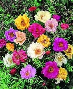 Flower Seeds, Seeds,Seeds For Planting,Plant Seeds