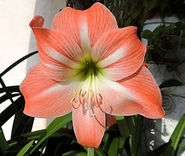 Light Orange Amaryllis Flower Seeds for Planting – Heirloom, Non-GMO, High Germination Organic Garden Seeds
