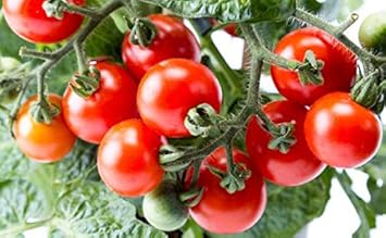 Vegetable Seeds,Garden seeds, Seeds For Planting,Plant Seeds