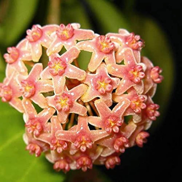 Light Orange Hoya Carnosa Flower Seeds for Planting – Heirloom Non-GMO High Germination Organic Garden Seeds