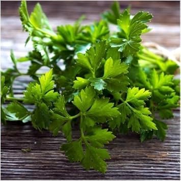 Vegetable Seeds,Garden seeds, Seeds For Planting,Plant Seeds