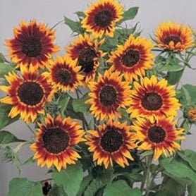Flower Seeds, Seeds,Seeds For Planting,Plant Seeds