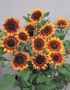 Flower Seeds, Seeds,Seeds For Planting,Plant Seeds