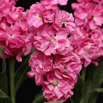 Flower Seeds, Seeds,Seeds For Planting,Plant Seeds
