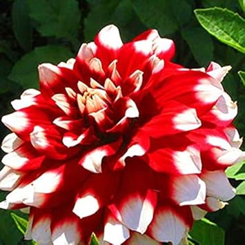 Flower Seeds, Seeds,Seeds For Planting,Plant Seeds