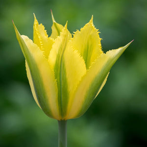Flower Seeds, Seeds,Seeds For Planting,Plant Seeds