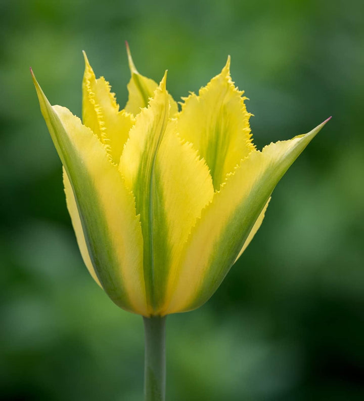 Flower Seeds, Seeds,Seeds For Planting,Plant Seeds