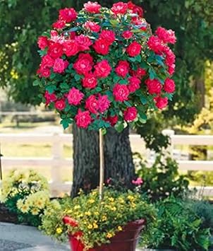 Flower Seeds, Seeds,Seeds For Planting,Plant Seeds