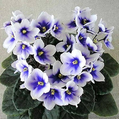 Flower Seeds, Seeds,Seeds For Planting,Plant Seeds