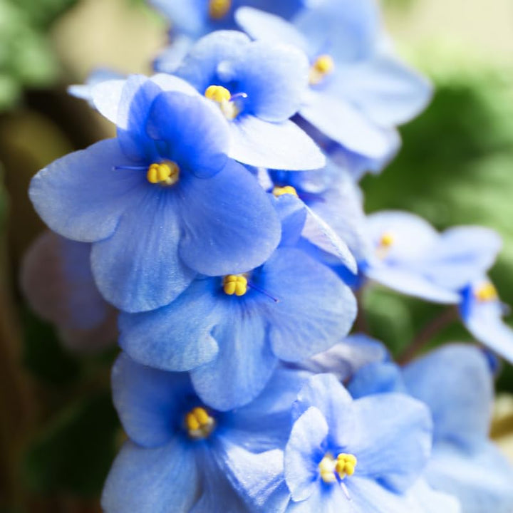 Sky Blue Saintpaulia Flower Seeds for Planting – Heirloom Non-GMO, High Germination Organic Garden Seeds
