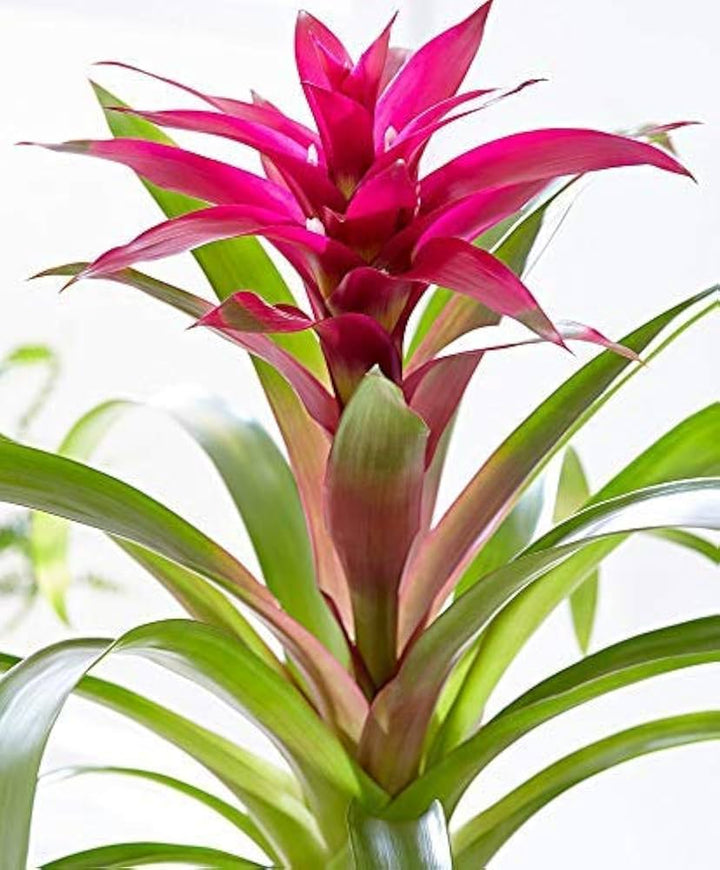 Hechtia Sp Tehuacan Flower Seeds for Planting – Heirloom Non-GMO, High Germination Organic Garden Seeds