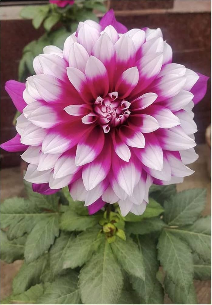 Pink White Dahlia Flower Seeds for Planting – Drought Tolerant, Heirloom, Non-GMO, High Germination Organic Garden Seeds