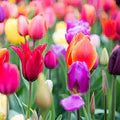 Multi-Colour Tulip Flower Seeds for Planting – Heirloom, Non-GMO, High Germination Organic Garden Seeds