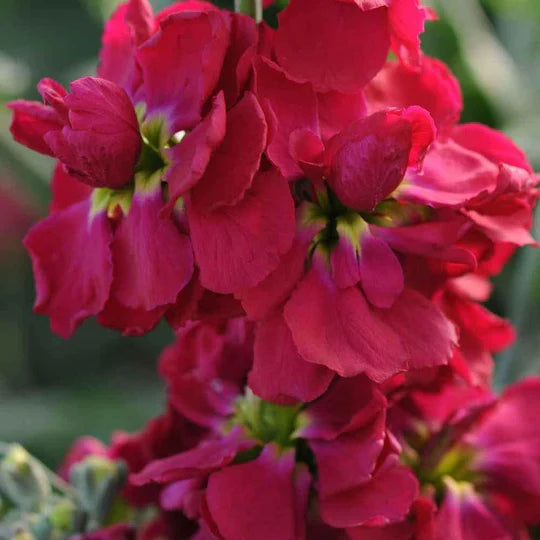 Matthiola Incana Flower Seeds for Planting | Heirloom Non-GMO High Germination Seeds