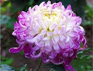 Flower Seeds, Seeds,Seeds For Planting,Plant Seeds