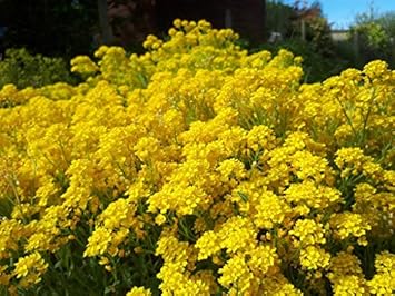 Flower Seeds, Seeds,Seeds For Planting,Plant Seeds