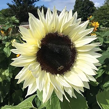 Flower Seeds, Seeds,Seeds For Planting,Plant Seeds