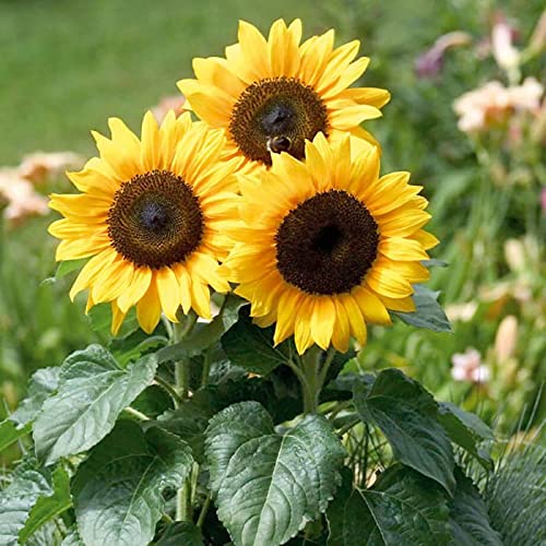Sunflower Flower Seeds for Planting – Heirloom Non-GMO Seeds for Home Garden, High Germination