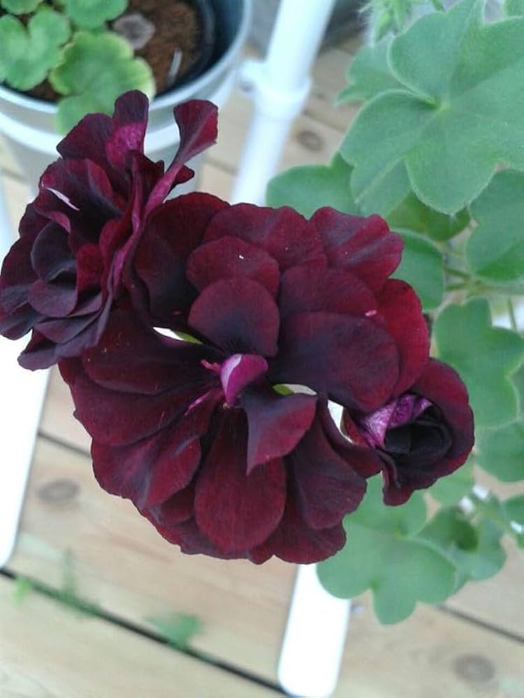 Dark Pink Black Geranium Flower Seeds for Planting, Heirloom Non-GMO Organic Garden Seeds