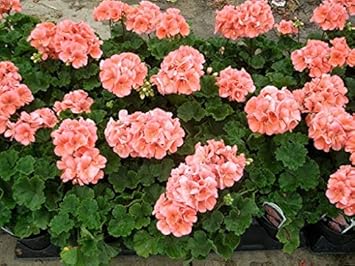 Flower Seeds, Seeds,Seeds For Planting,Plant Seeds