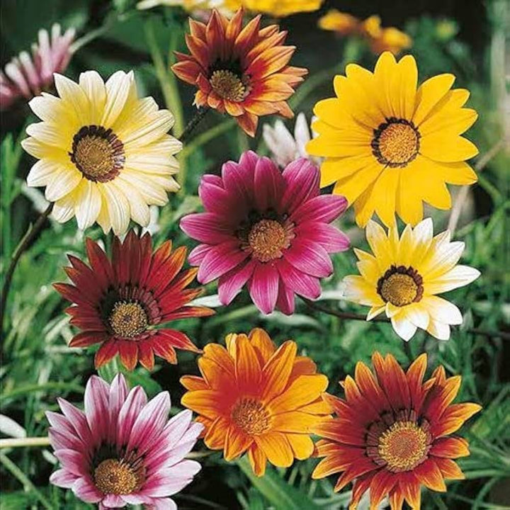 Mixed Gazania Flower Seeds for Planting – Hardy Heirloom, Non-GMO, High Germination Organic Garden Seeds