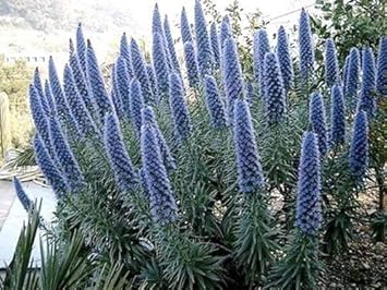 Flower Seeds, Seeds,Seeds For Planting,Plant Seeds