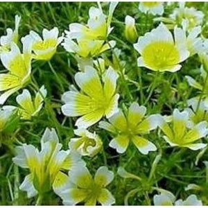Flower Seeds, Seeds,Seeds For Planting,Plant Seeds
