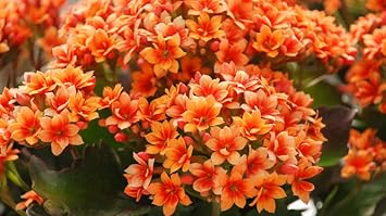 Flower Seeds, Seeds,Seeds For Planting,Plant Seeds