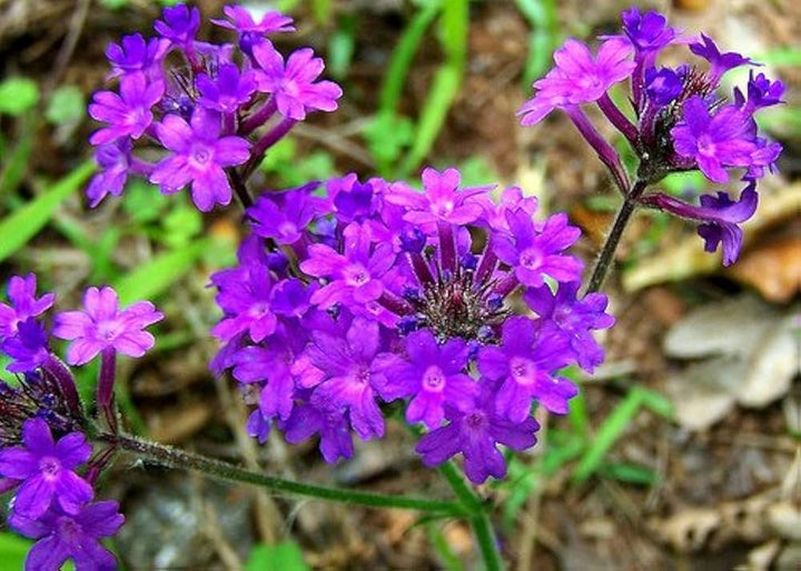 Flower Seeds, Seeds,Seeds For Planting,Plant Seeds