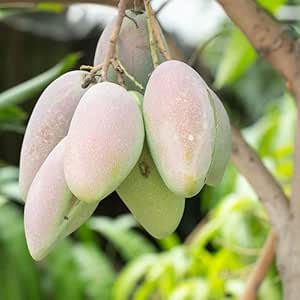 Keo Savoy Mango fruit seeds for planting – Heirloom & Non-GMO garden seeds, sweet Cambodian mango variety