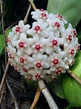 Flower Seeds, Seeds,Seeds For Planting,Plant Seeds