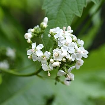 Flower Seeds, Seeds,Seeds For Planting,Plant Seeds