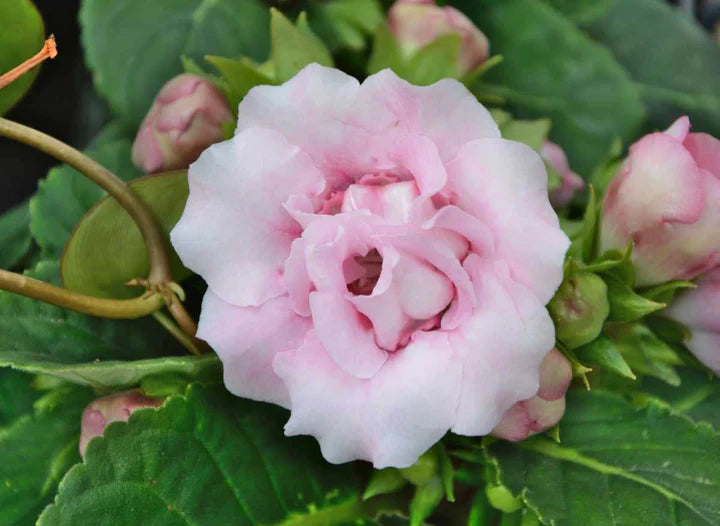 Light Pink Gloxinia Seeds for Planting – Low Maintenance, Heirloom, Non-GMO Organic Garden Seeds