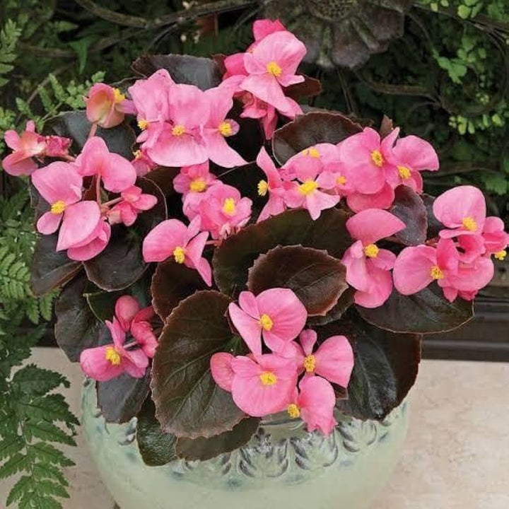 Pink Begonia Flower Seeds for Planting – Heirloom Non-GMO, High Germination Organic Garden Seeds