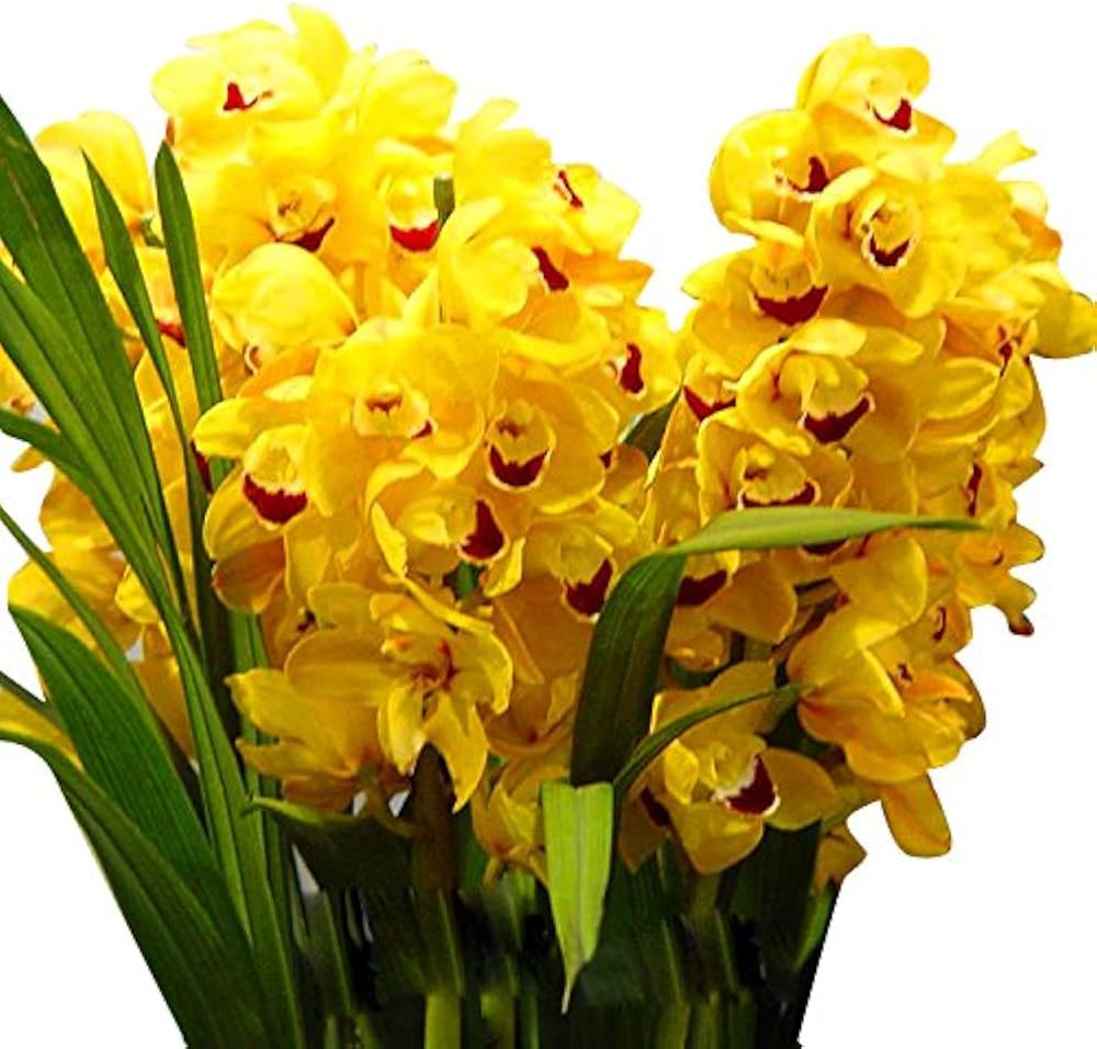 Light Yellow Dendrobium Flower Seeds for Planting – Exotic Orchid Blooms