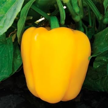 Vegetable Seeds,Garden seeds, Seeds For Planting,Plant Seeds